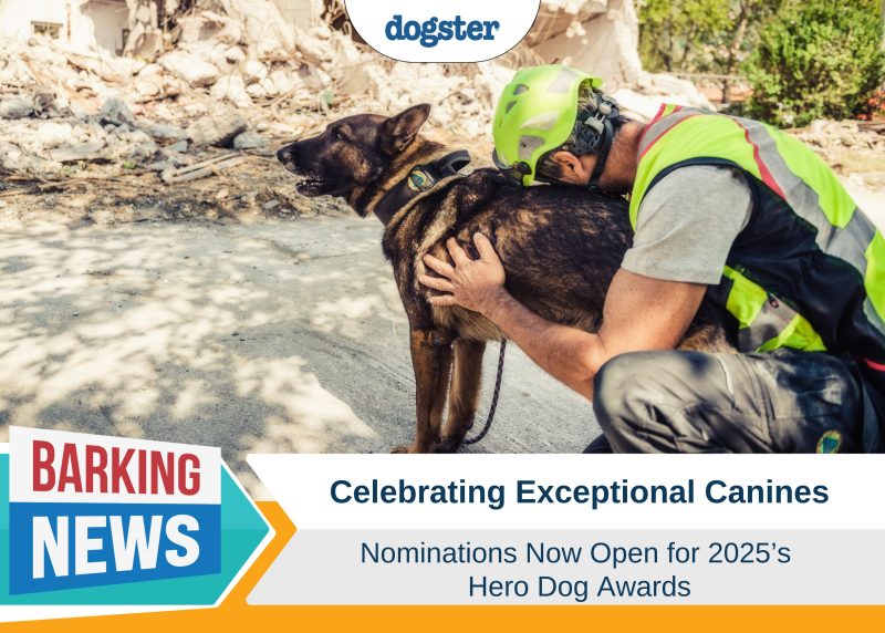 Dogster_Barking News_hero dog nominations
