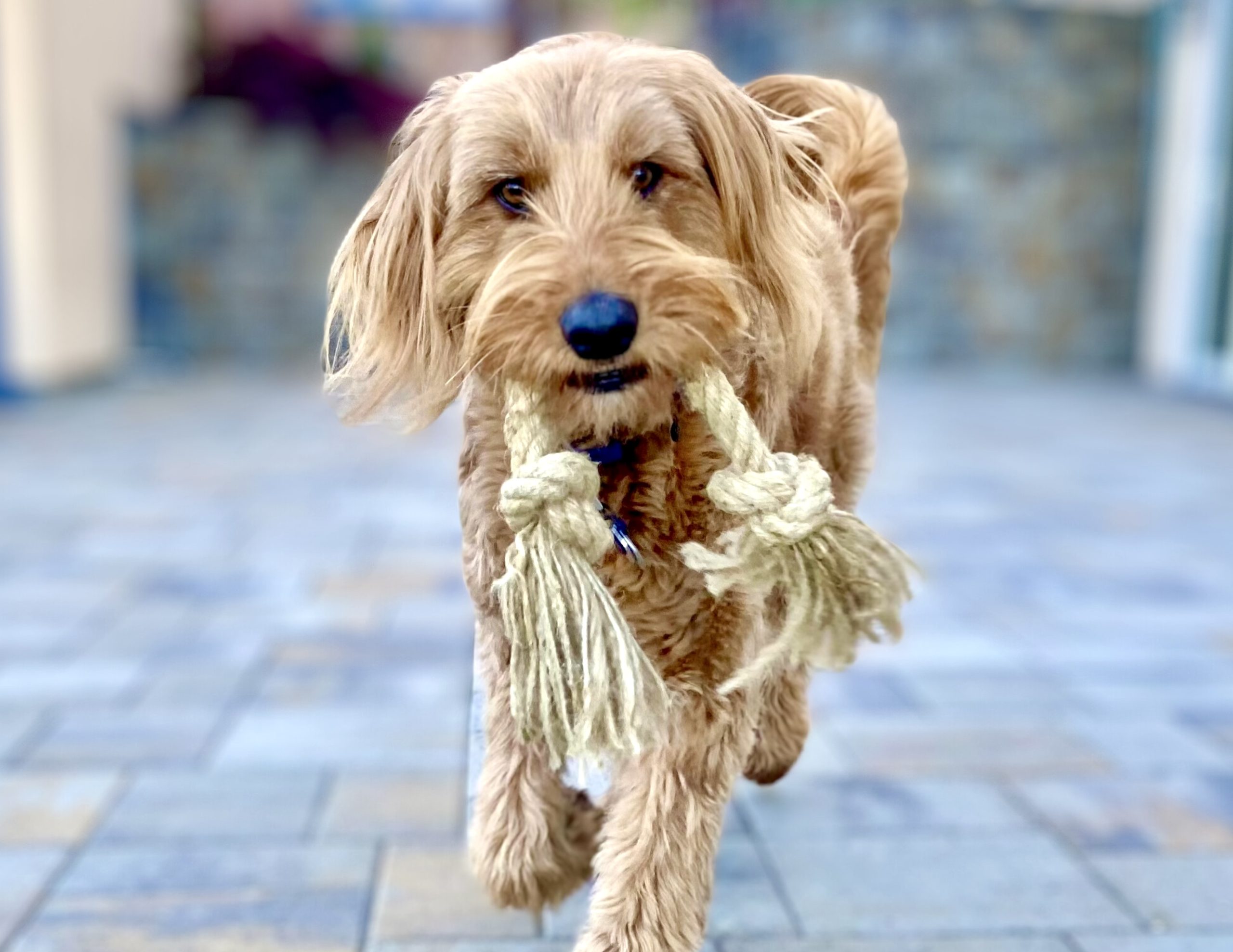 Hemptique Dog Toys 2