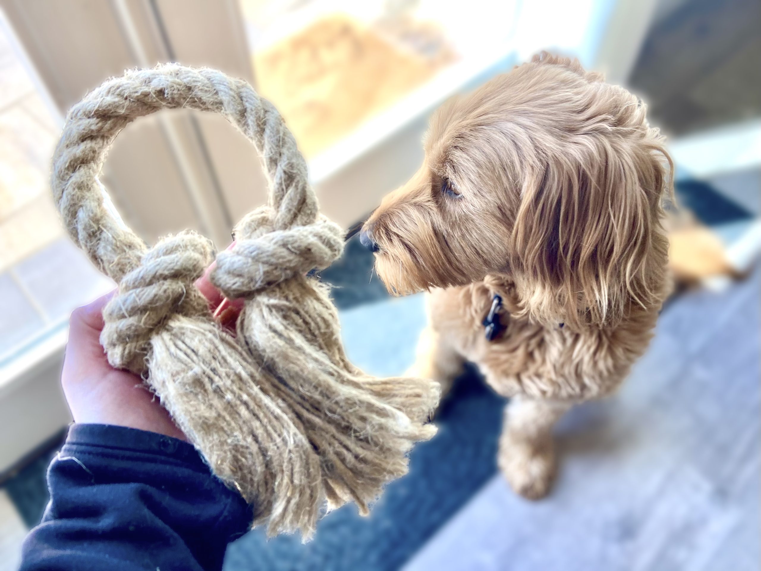 Hemptique Dog Toys Holding Tug toy by the door