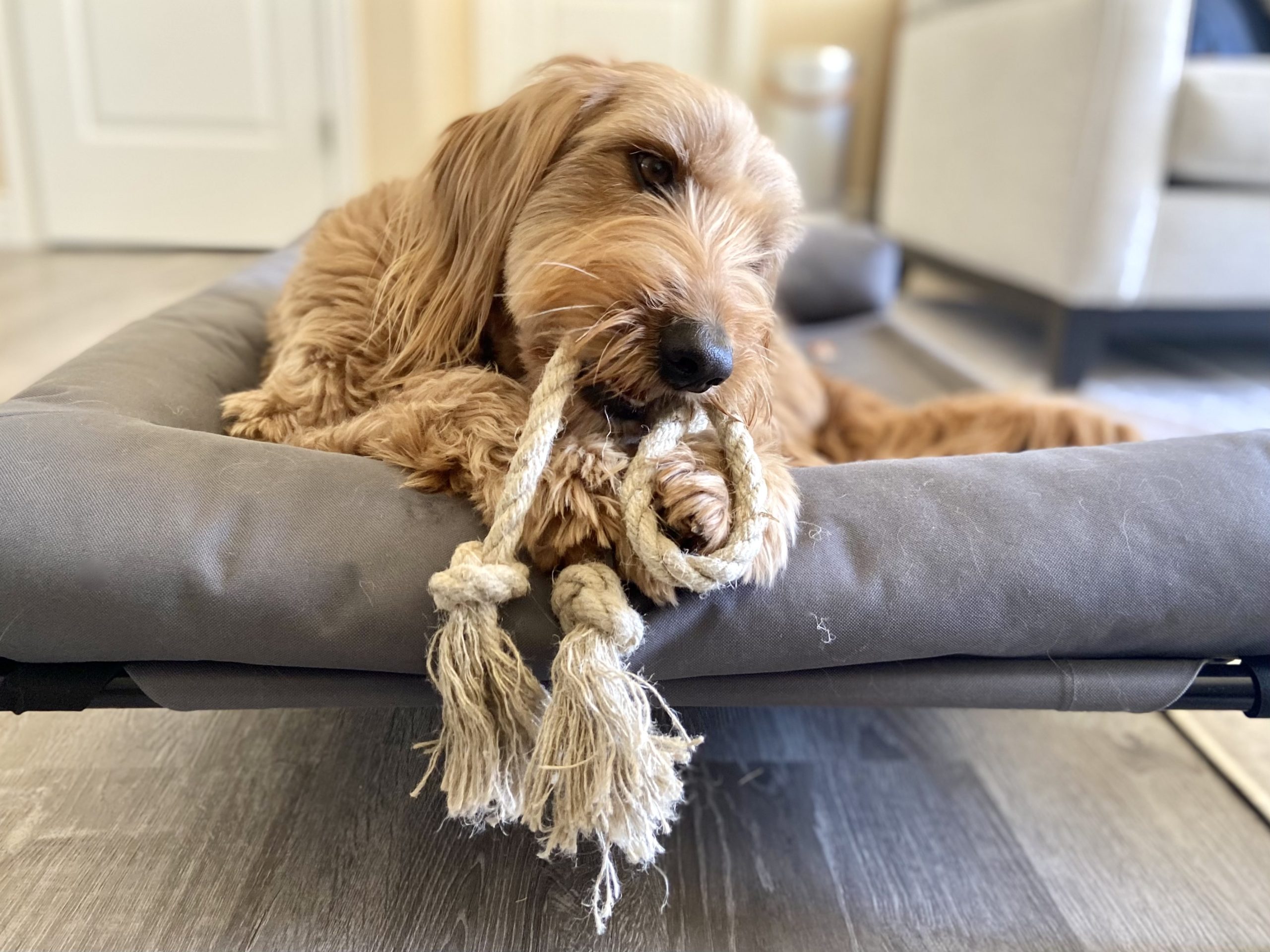 Hemptique Dog Toys Micah playing with Loop toy