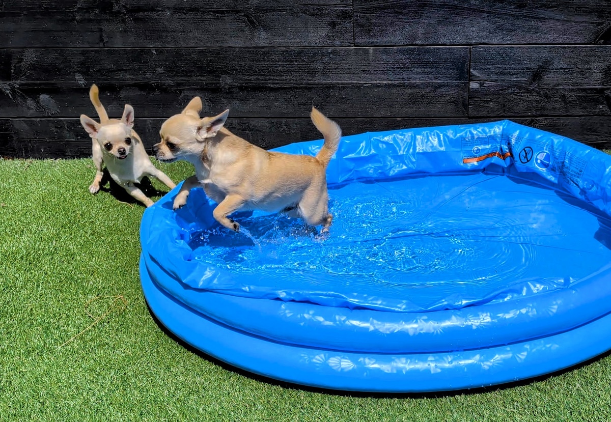 Ned and Fred are partial to the kiddie pool