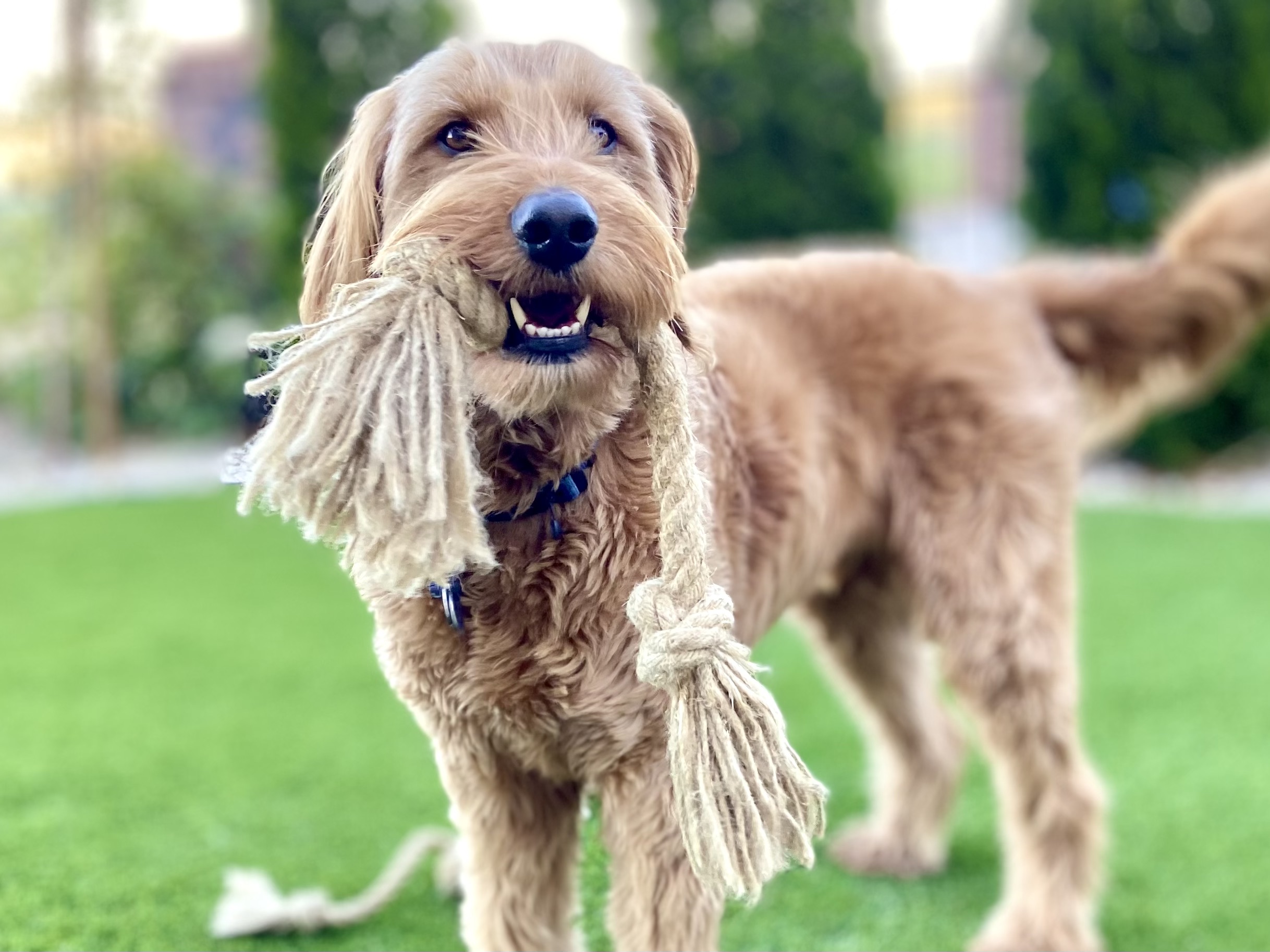 hemptique dog toys Tug toy with tag Micah holding Tug toy
