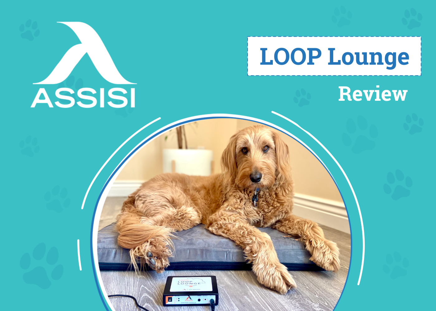 DOG_SAPR_Assisi LOOP Lounge