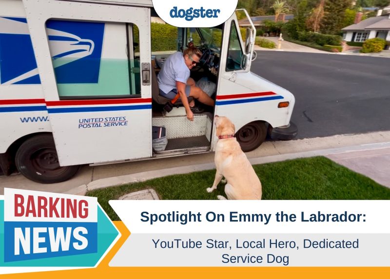 Barking News Spotlight on Emmy