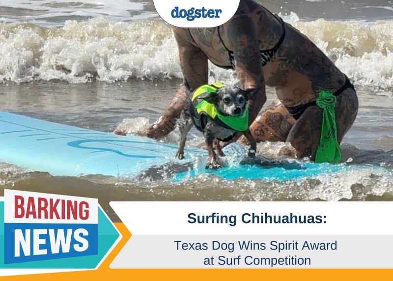 Barking News Surfing Chihuahuas Spirit Award