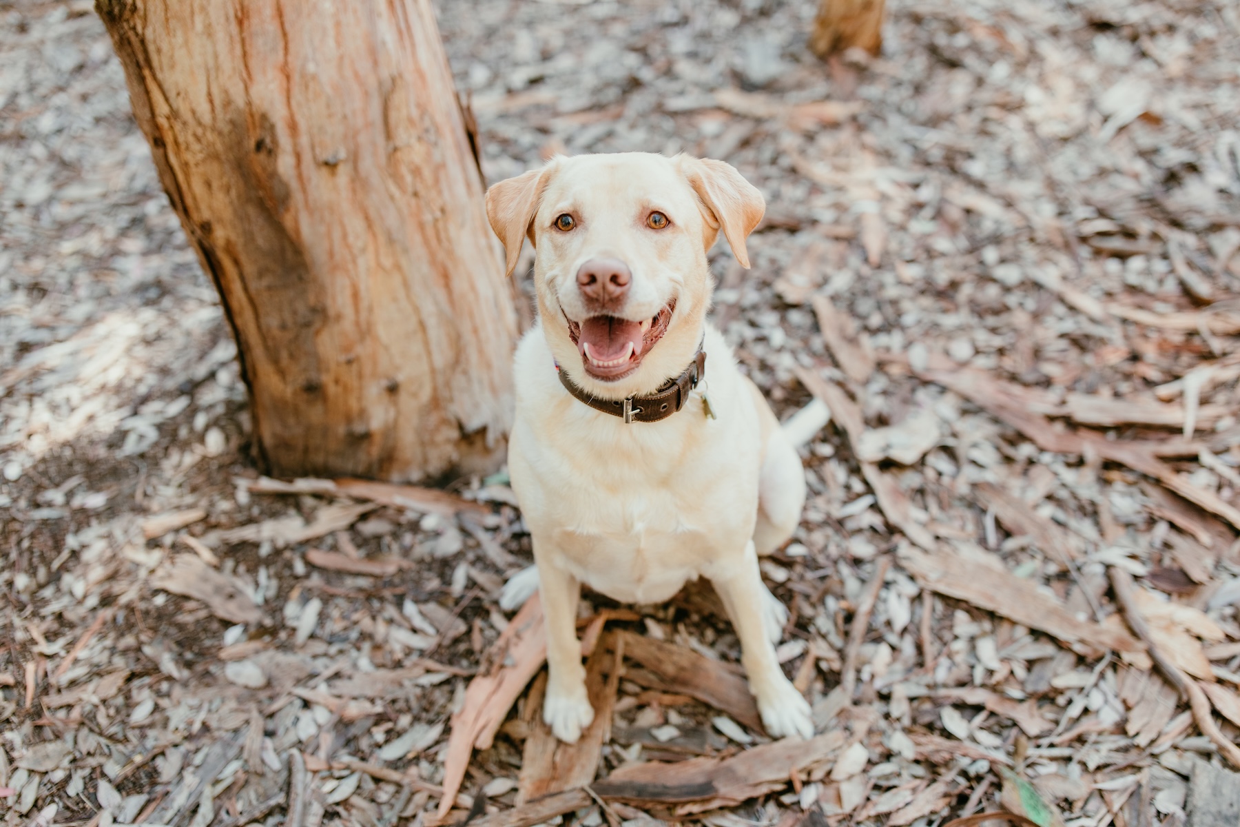Emmy the Lab portrait in the woods