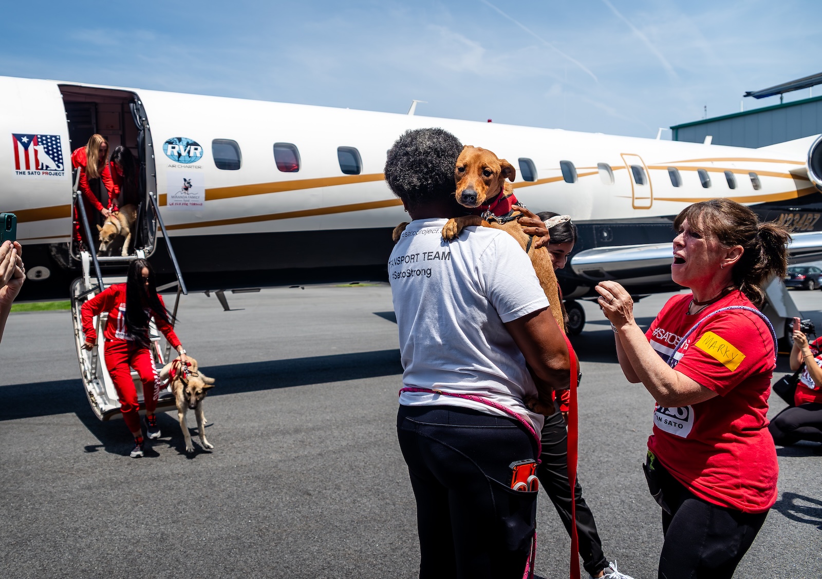 Sato Project pups arriving on the Mission Possible 20 rescue flight