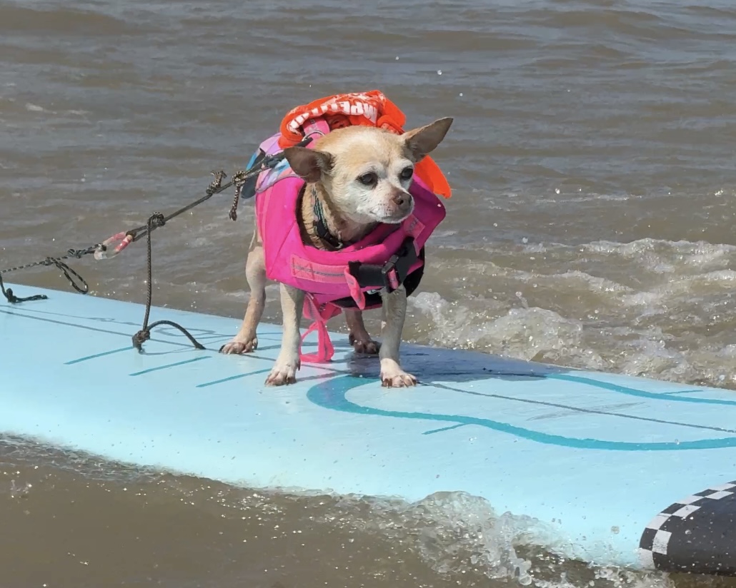 Poopie Johnson surfing his way to Kahuna Top Dog
