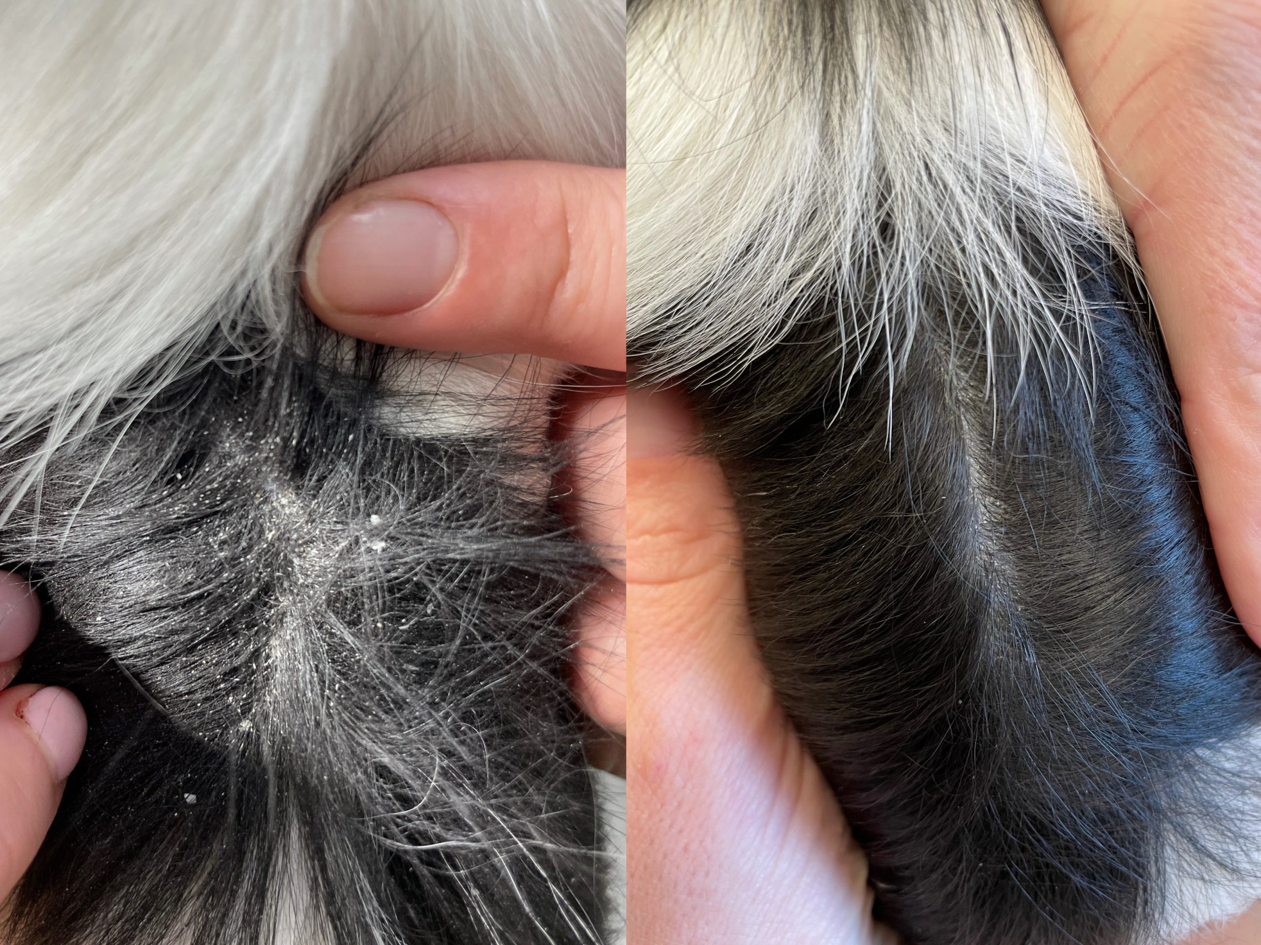 Superior Pet Care - Skin Rash before & after