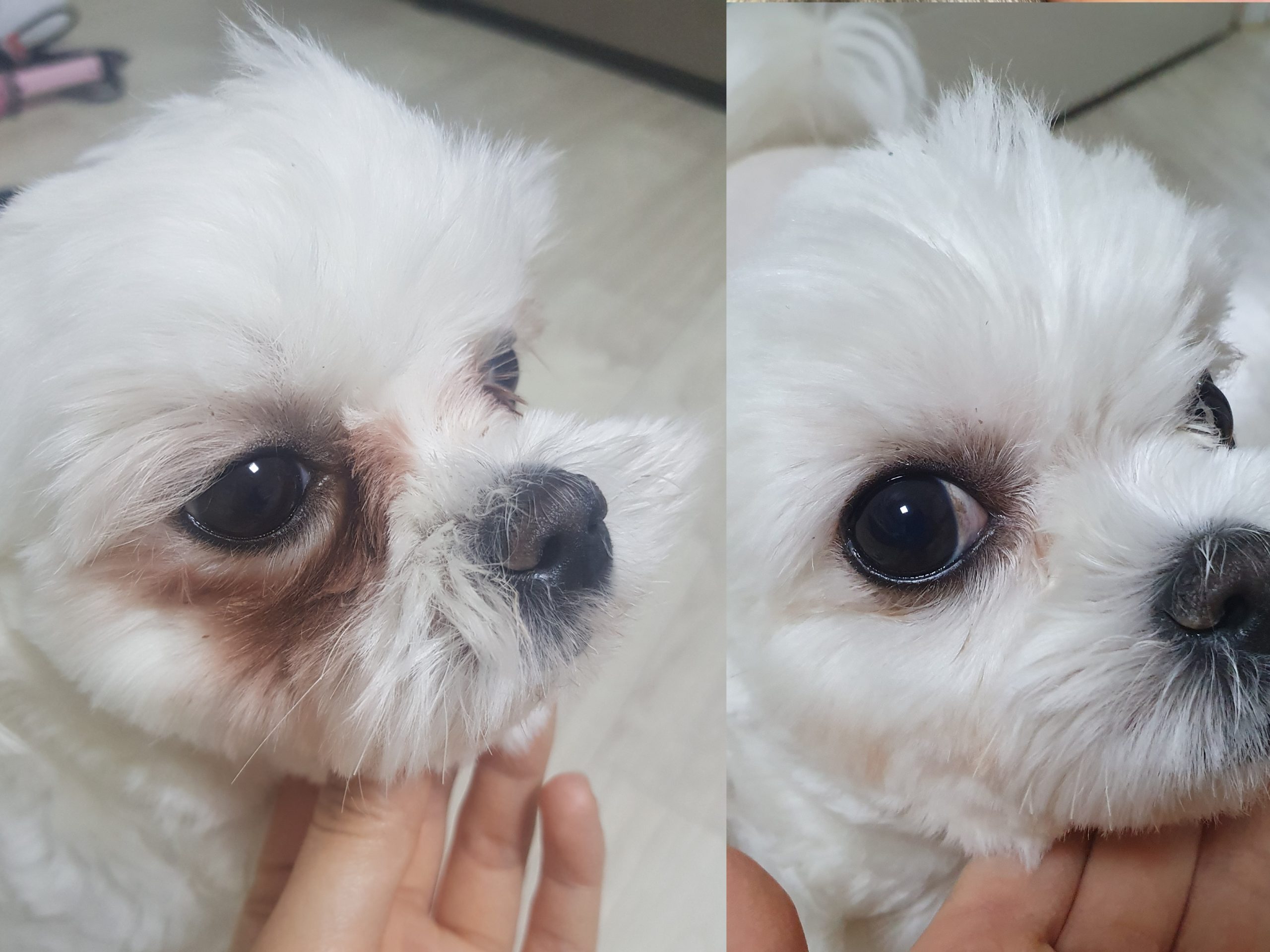 Superior Pet Care - Tear Stains before and after