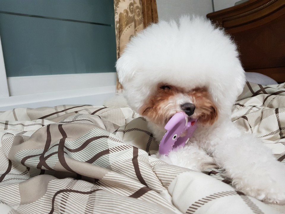 Superior pet Care -full face ts before