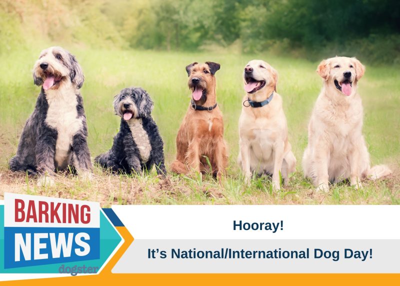 Hooray For National/International Dog Day!