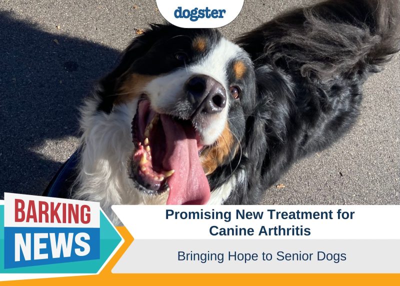 Barking News Promising New Treatment for Canine Arthritis