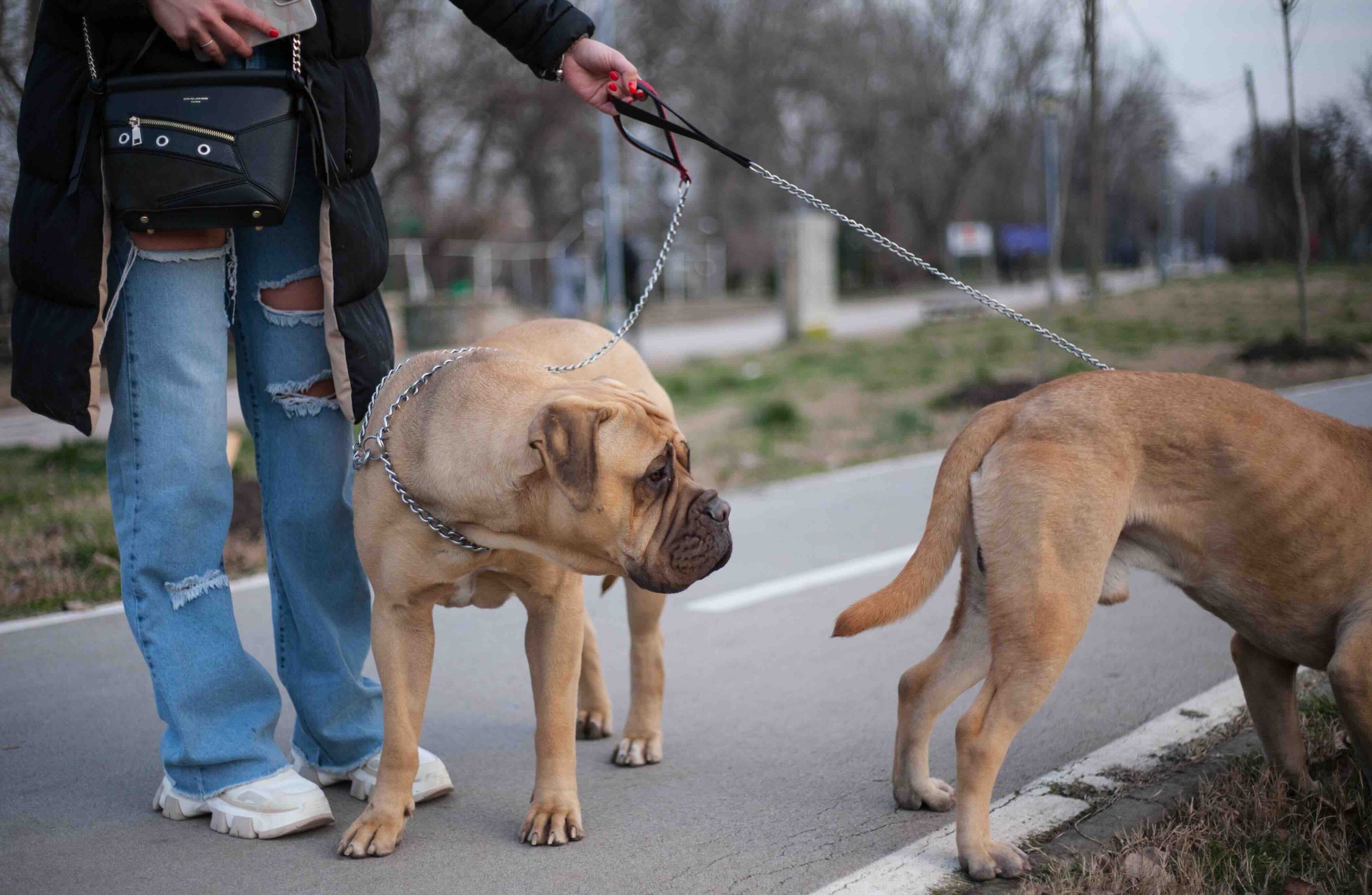 Two yellow fawn mask bullmastiffs on a leash for a walk
