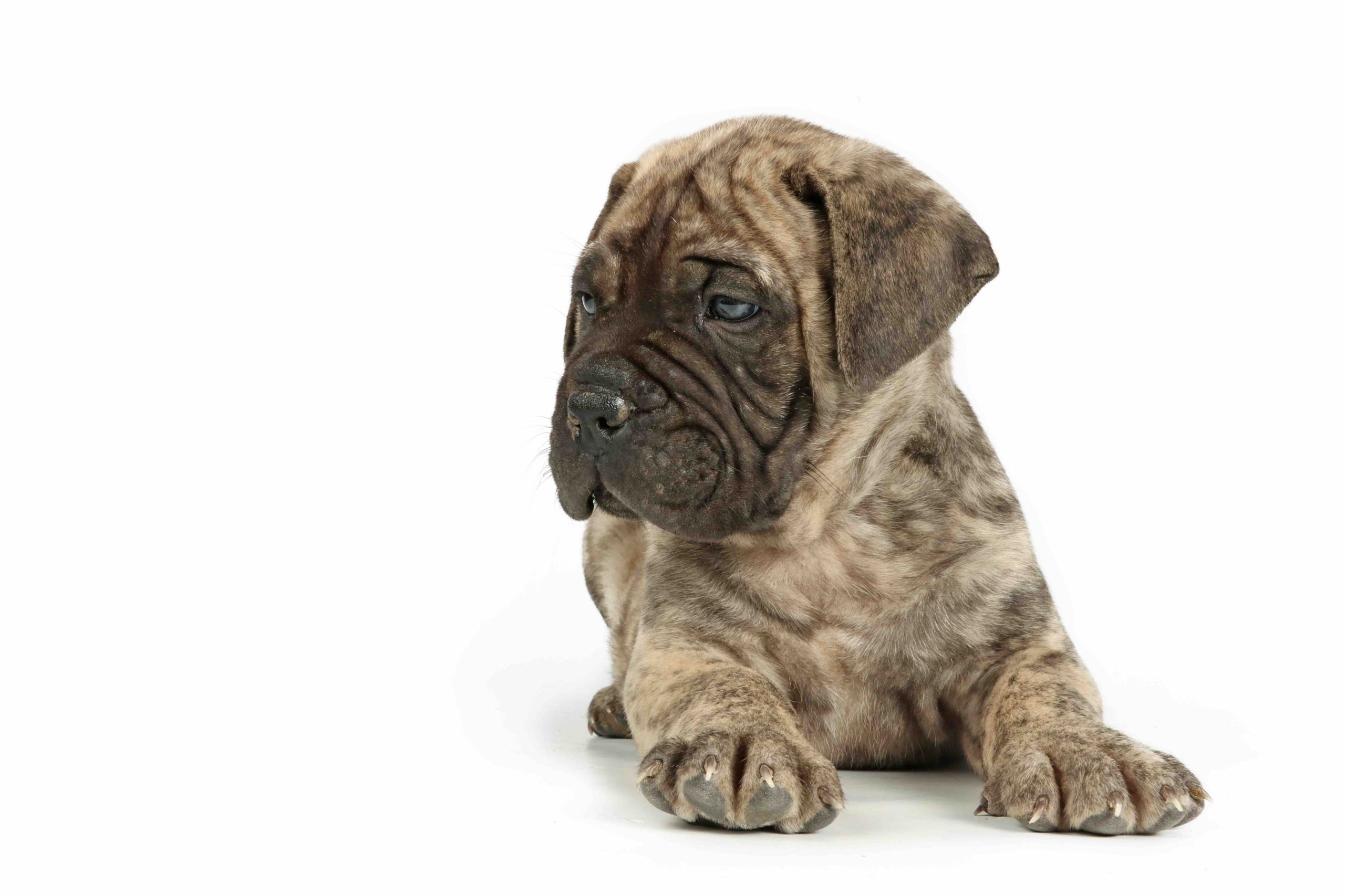 Fawn Brindle Bullmastiff Puppy Isolated On White Background