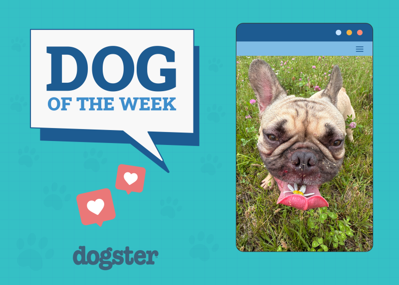 Dogster Photo Contest: Dogs of the Week Winners (August 28, 2025)