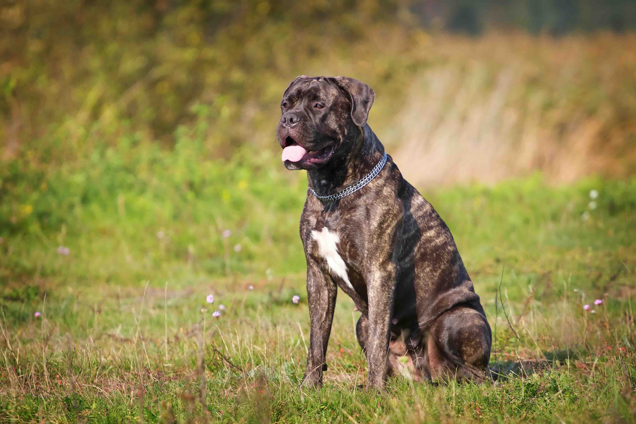 the Black Mask with White Markings bullmastiff posing in the summer