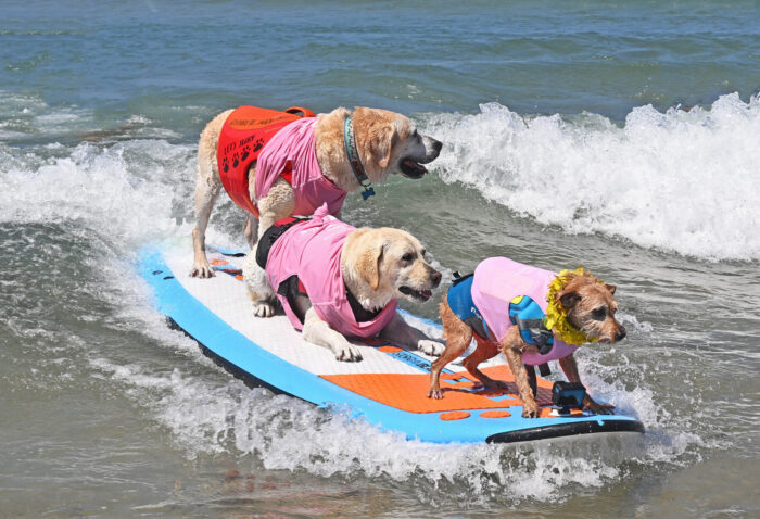 Annual Surf Dog Surf a Thon 1