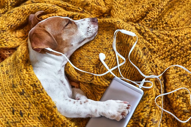 Cute,Jack,Russell,Dog,Terrier,Puppy,Sleeping,On,Yellow,Knitted