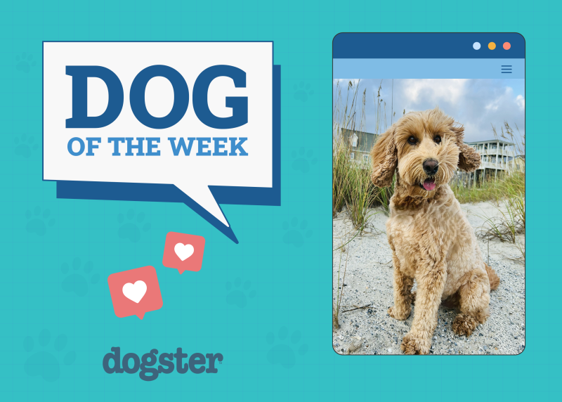 dogster-photo-contest-featured-18-9-25-800x572.png
