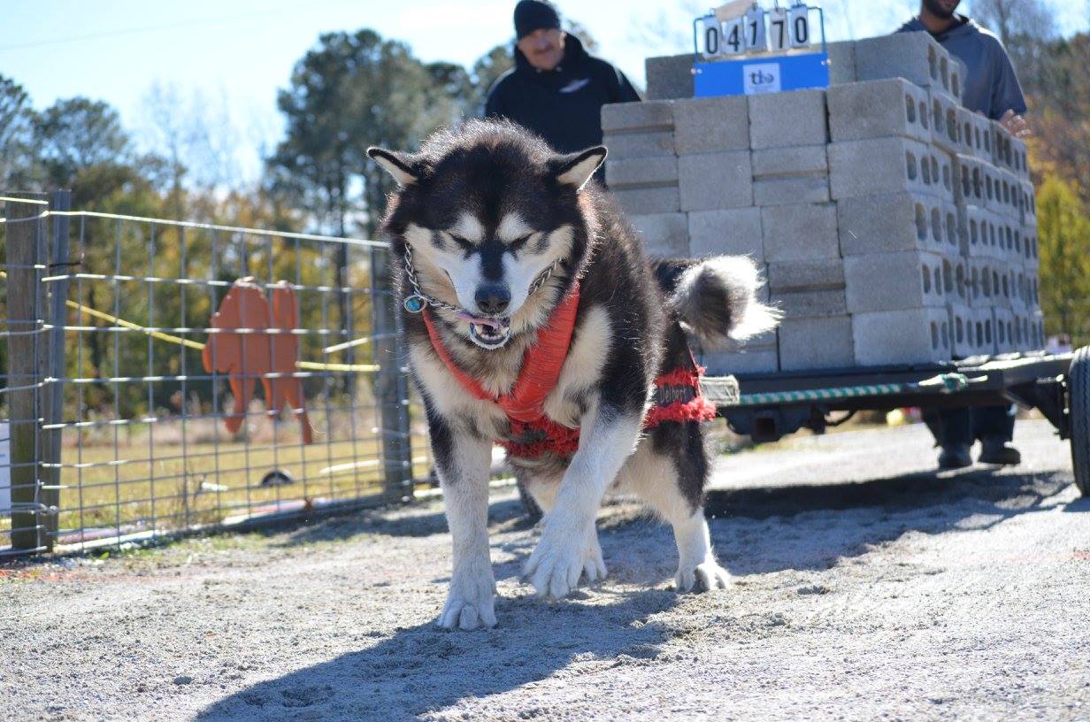 Dog Weight-Pulling – Enrichment or Exploitation 5