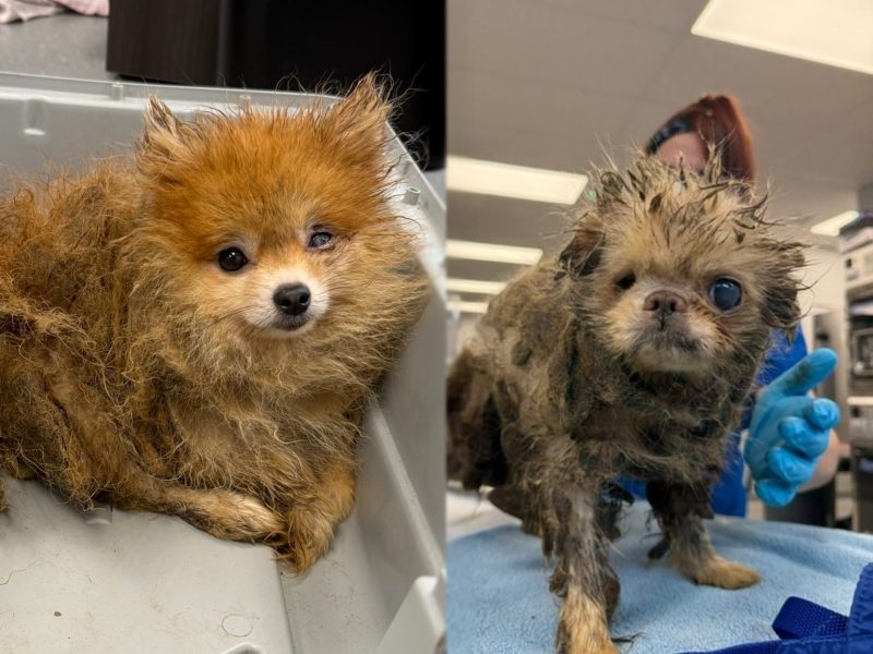Igor & Edie 1 - Adoption Glow Up News Story