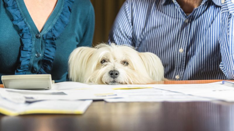 Sad dog while owners argue