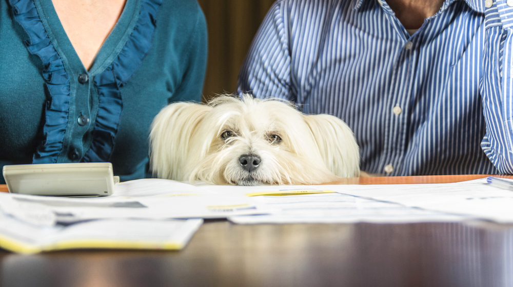 Sad dog while owners argue