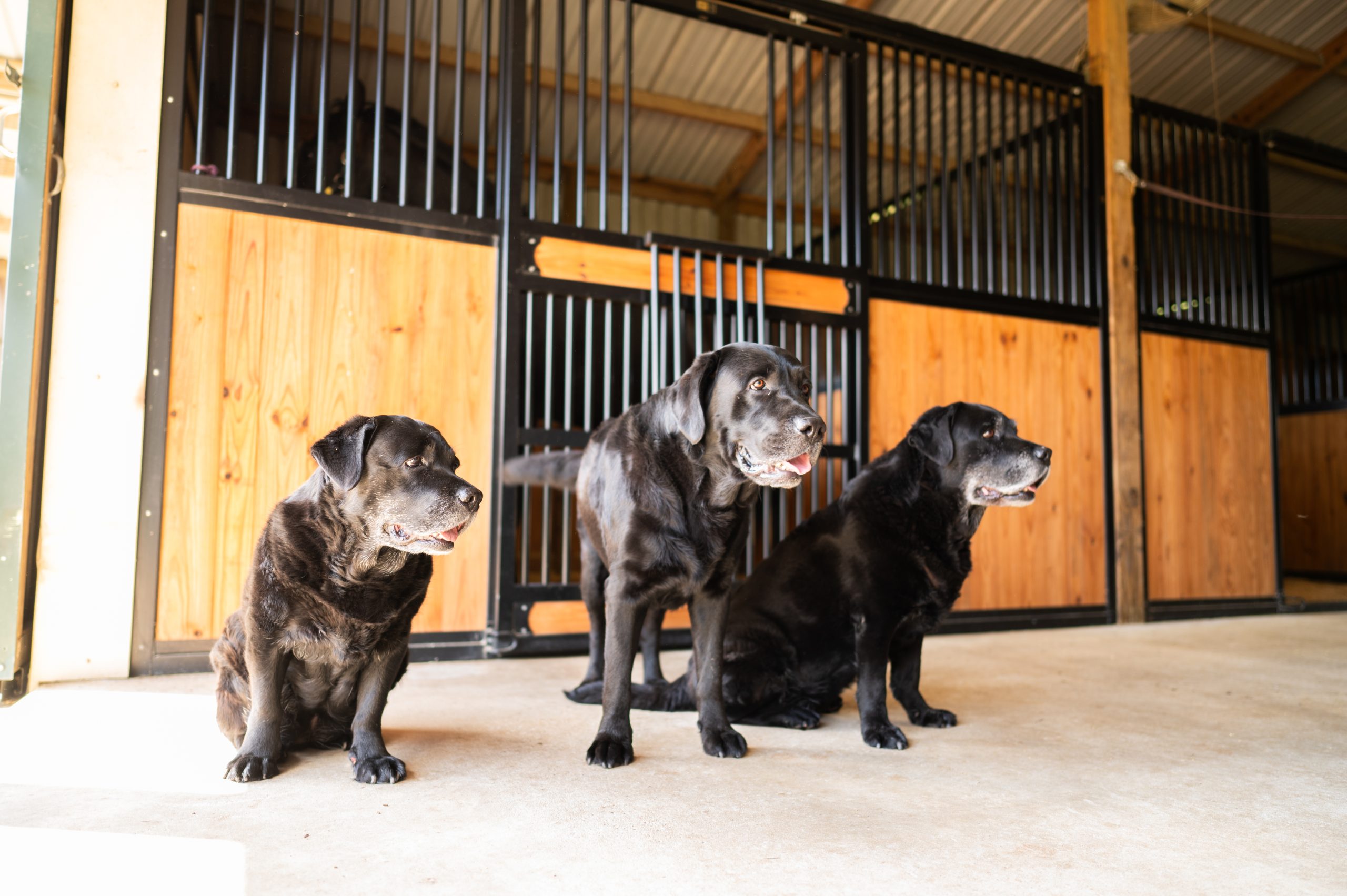 Dana Scott's Dogs - Founder Four Leaf Rover