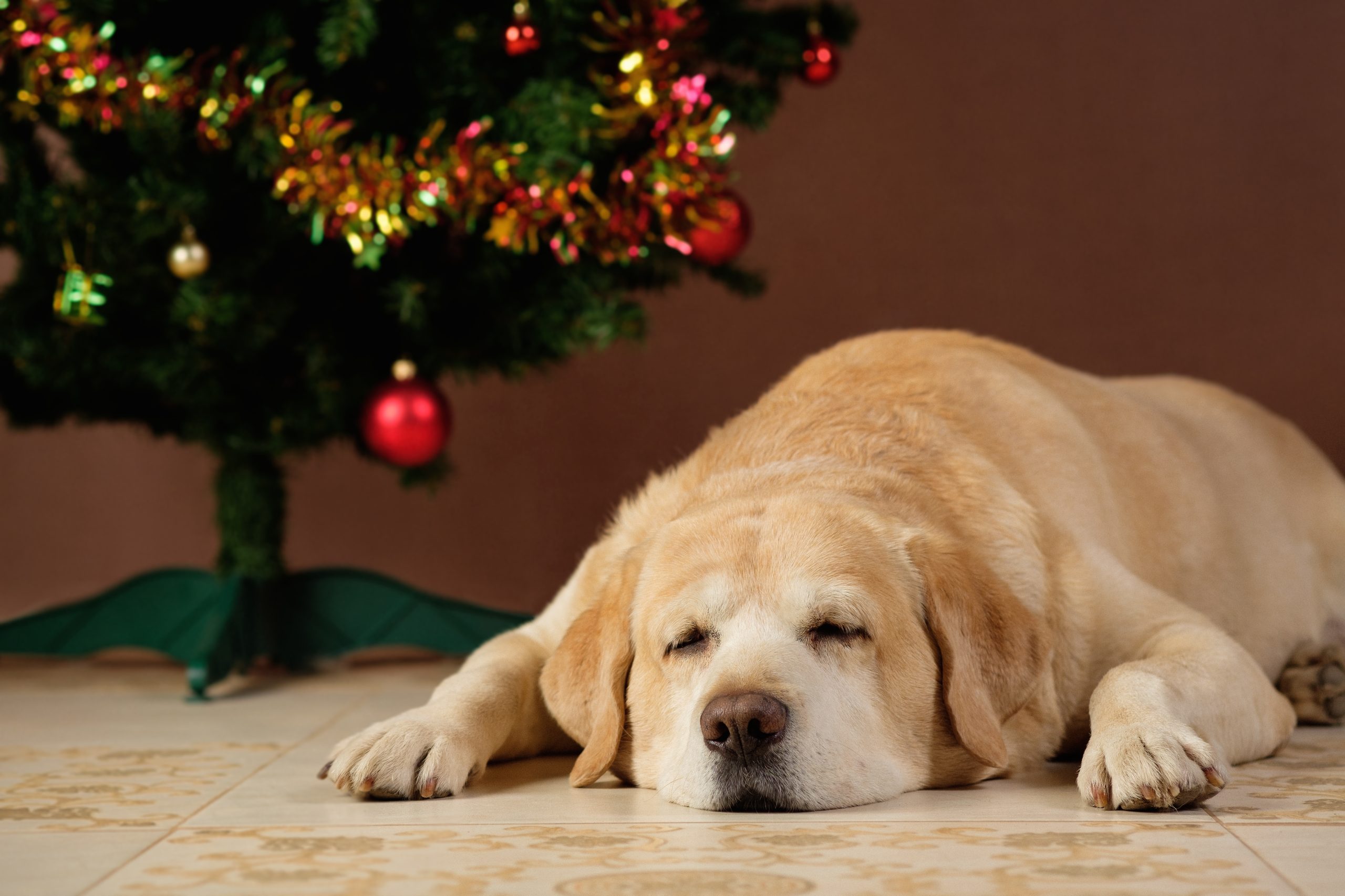 Senior golden lab sleeping laying sitting under the christmas tree