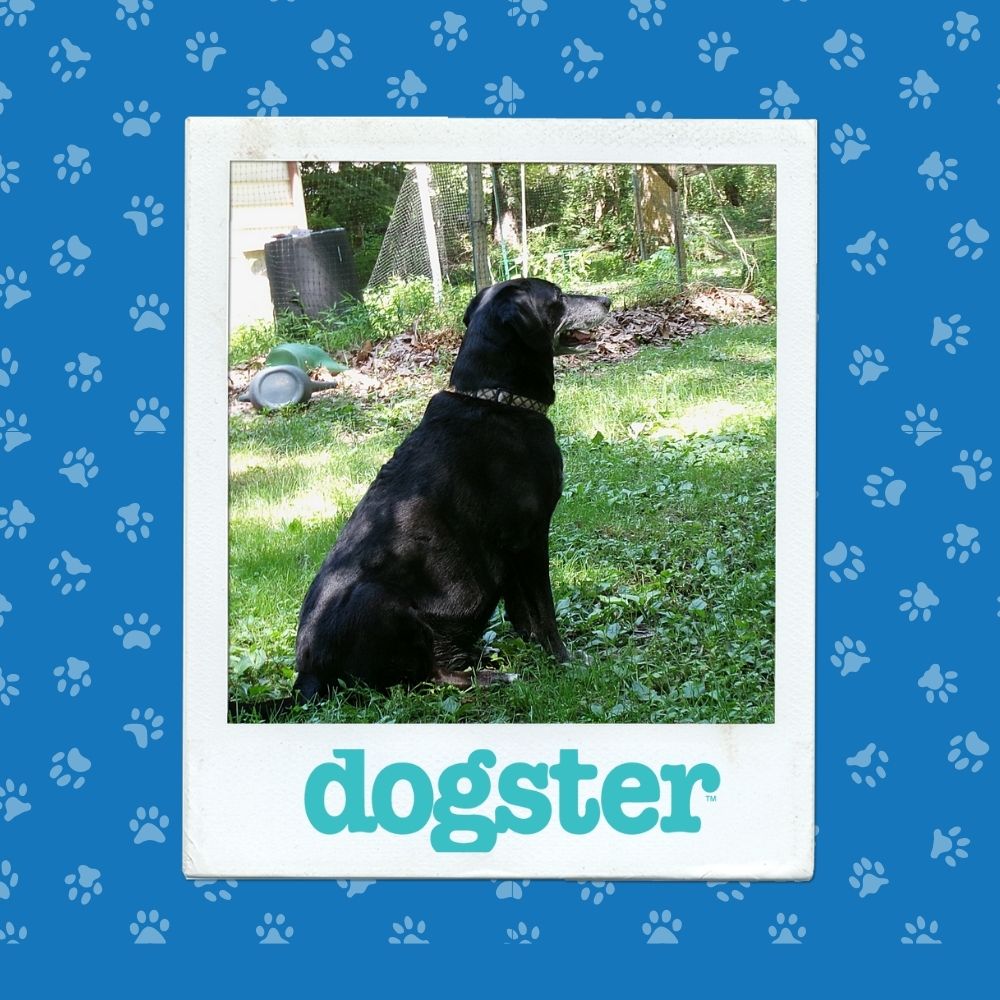 most dignified nov 6