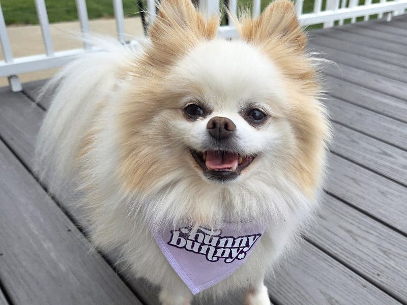 Hunny_ The Rescue Dog Who Learne