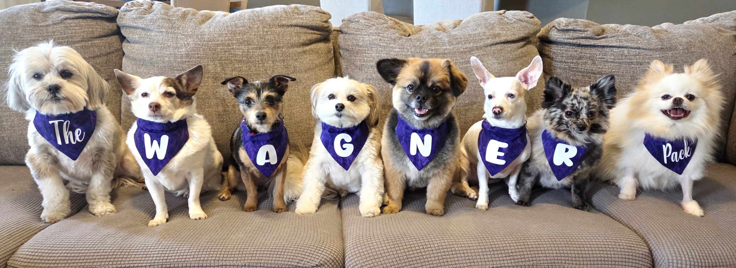 Hunny_ The Rescue Dog Who Learned to Run Again _ Wagner Pack