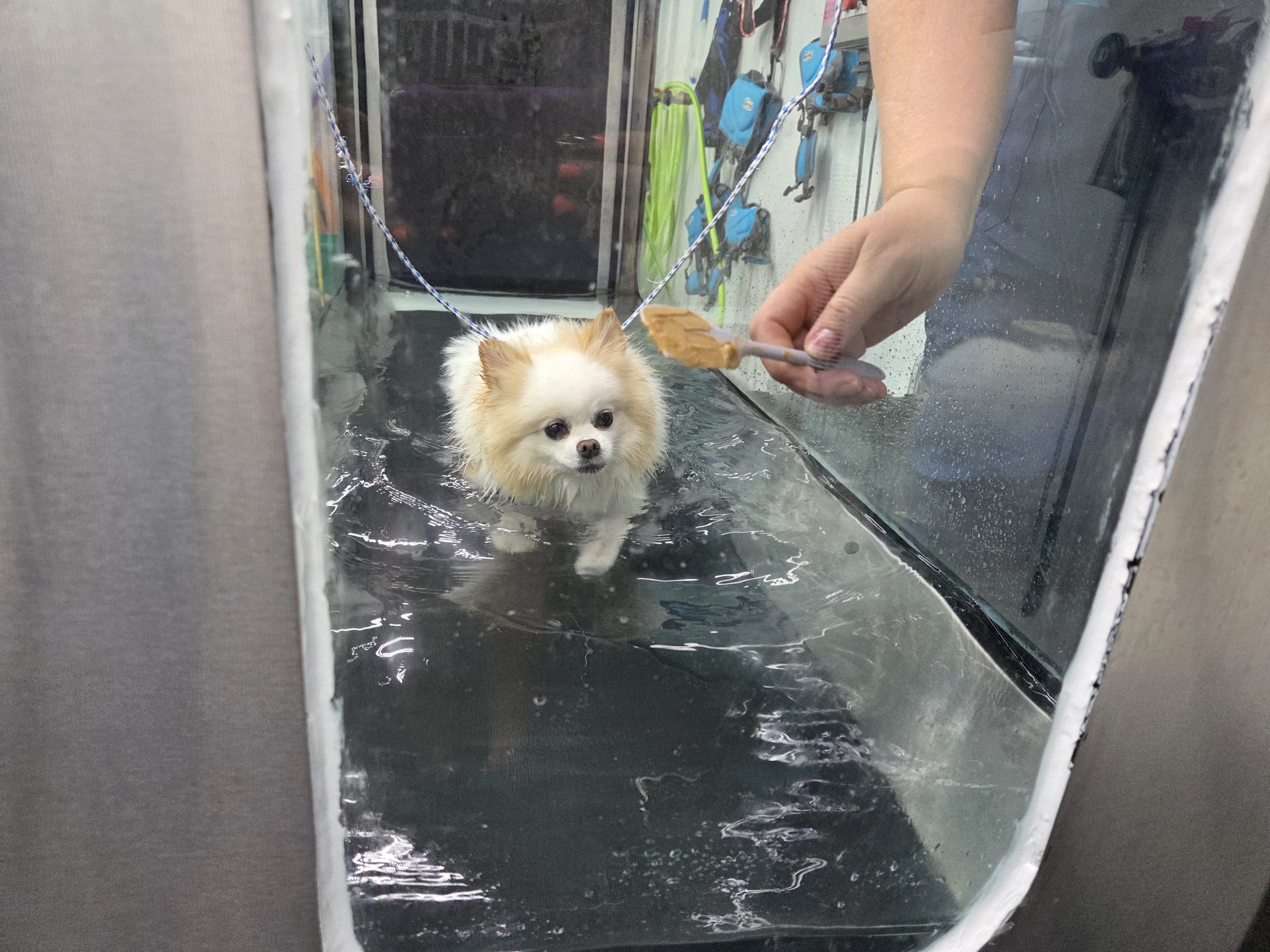 Hunny_ The Rescue Dog Who Learned to Run Again - hunny water therapy