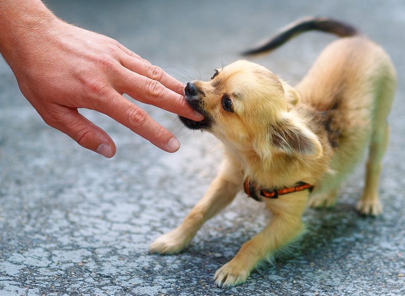 Little,Charming,Adorable,Chihuahua,Puppy,On,Blurred,Background.,Attacking,A