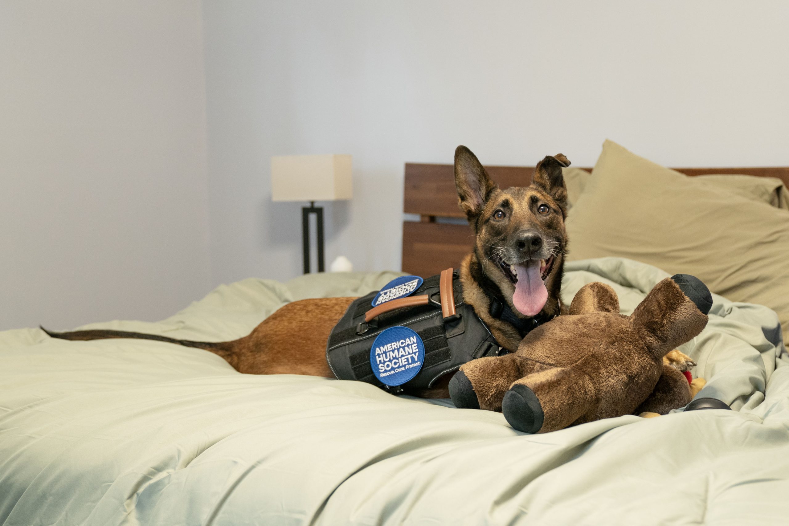 Military Dog Reunites with Handler and Retires on U.S. Soil - One very happy doggo_American Humane Society