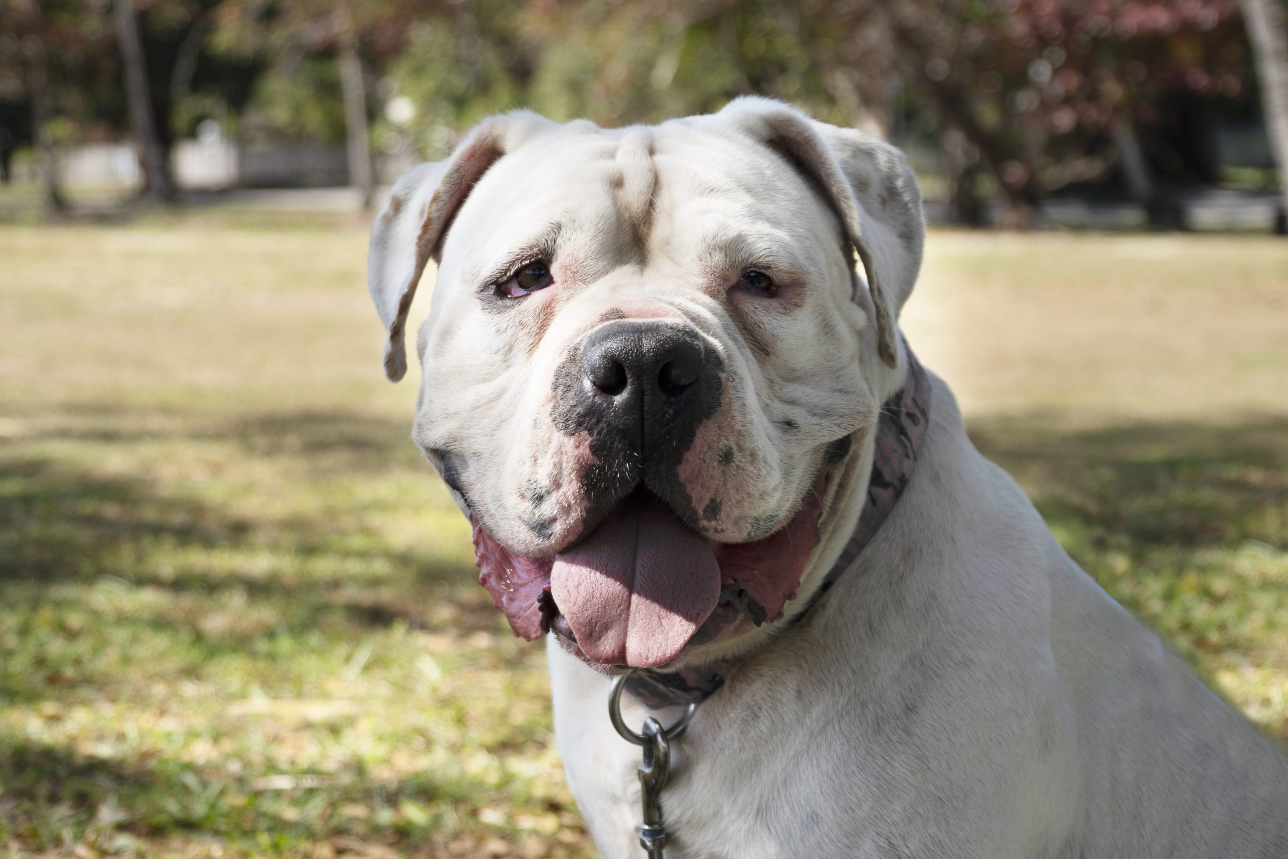 North Queensland Cats and Dogs Shelter Takes a Pragmatic Approach to Give Neglected Animals a Second Chance - 2