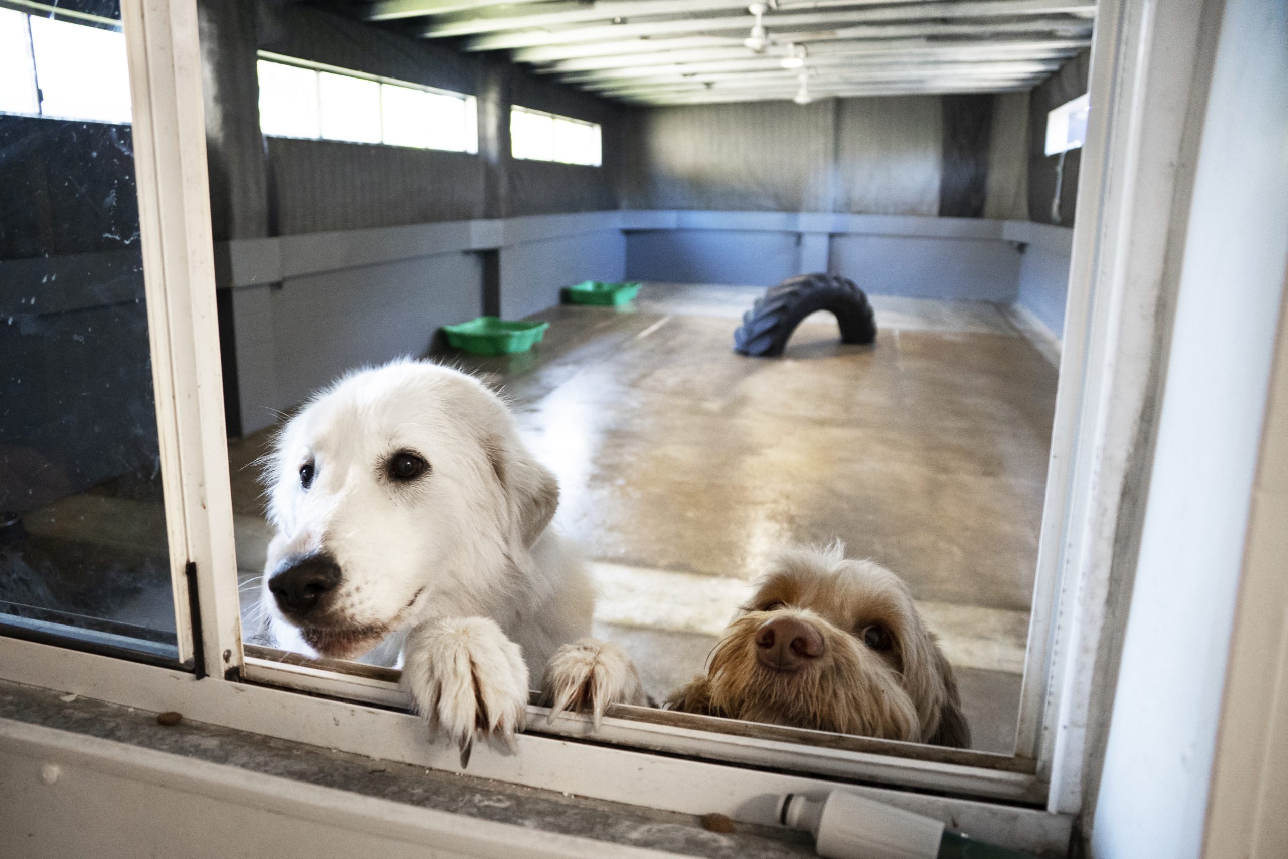 North Queensland Cats and Dogs Shelter Takes a Pragmatic Approach to Give Neglected Animals a Second Chance - 4