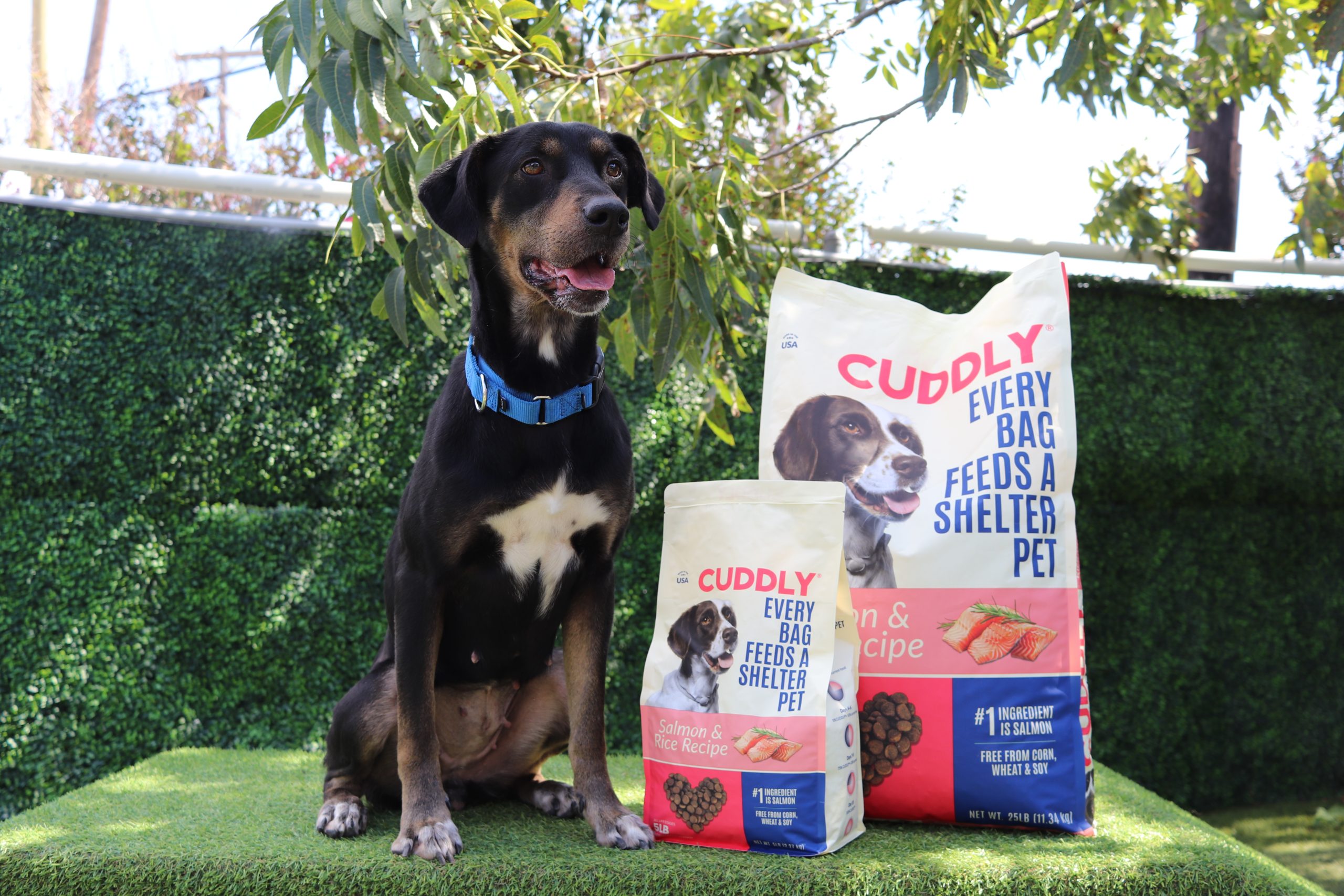 The Dog Food That Feeds Shelter Pets Every Time You Buy a Bag Lead image source_ CUDDLY