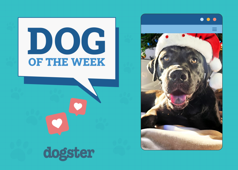 Dogs of the Week Winners