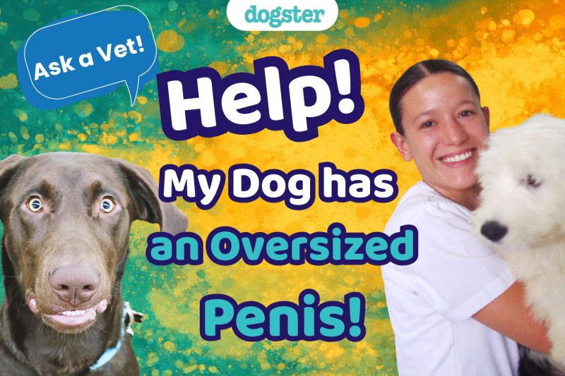 Rephrase single title from this title Ask Dr. Paola – Help! My Dog Has An Oversized Penis! (February 2, 2026) in 50-70 characters . And it must return only title i dont want any extra information or introductory text with title e.g: ” Here is a single title:”