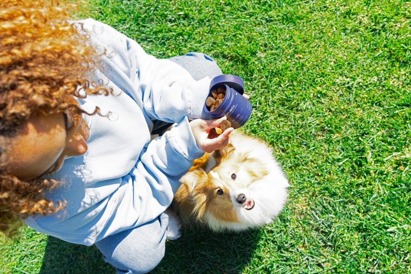 Guide to Probiotics for Dogs_ What They Do & How to Choose 1