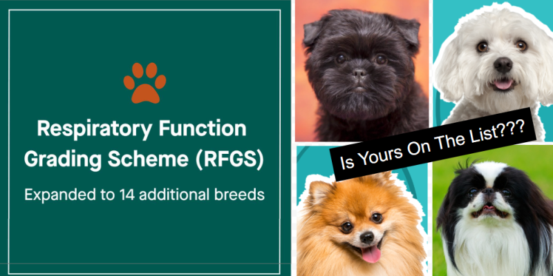 Kennel Club Quietly Adds 14 Breeds to High Risk List