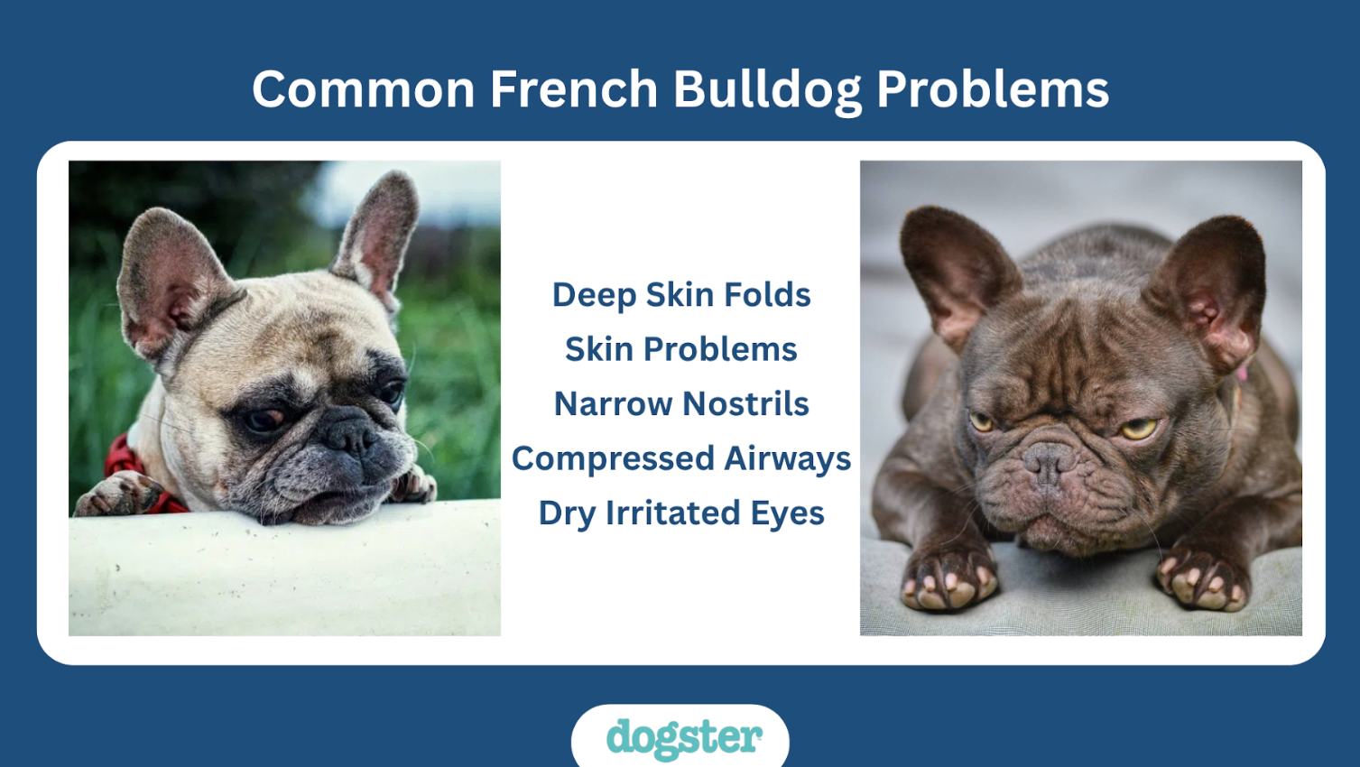 America's Most Popular Dog Breed Is Also One of the Unhealthiest