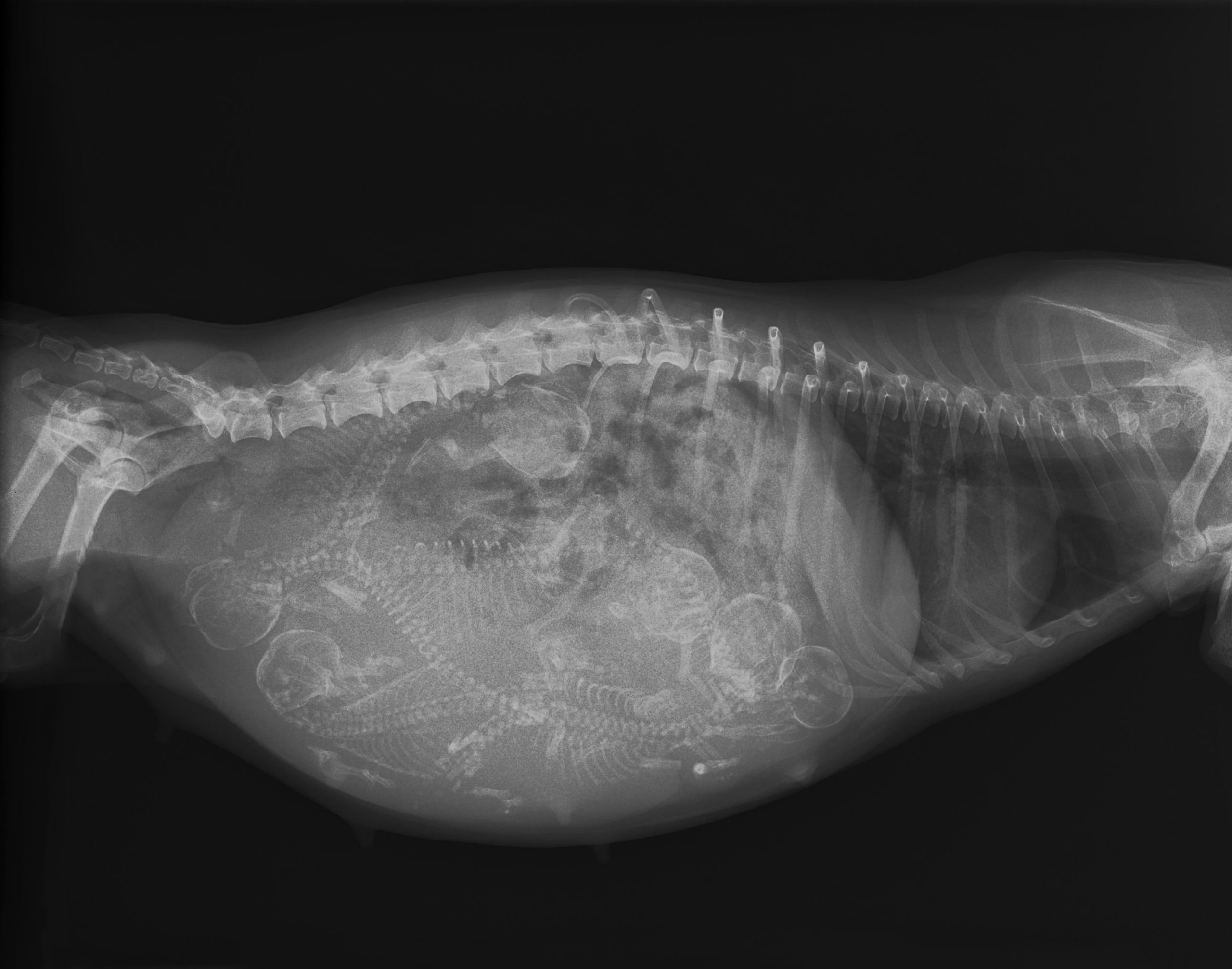 Pregnant,Dog,X-ray,Image