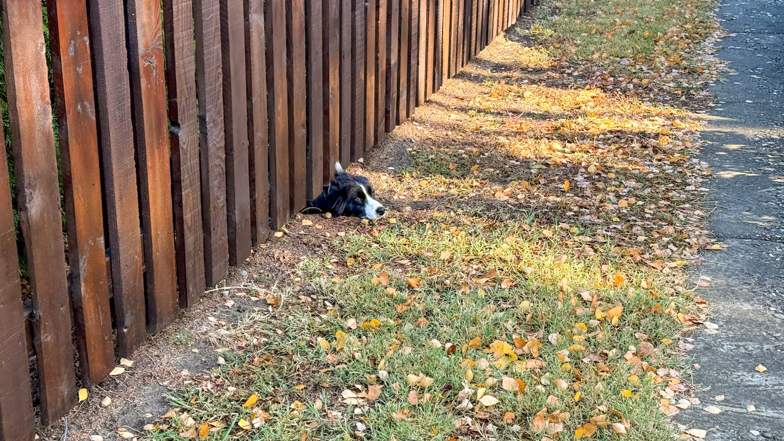 SpotOn Fence_ Spring Reset_ What Dog Fence Should I Be Considering -Image2