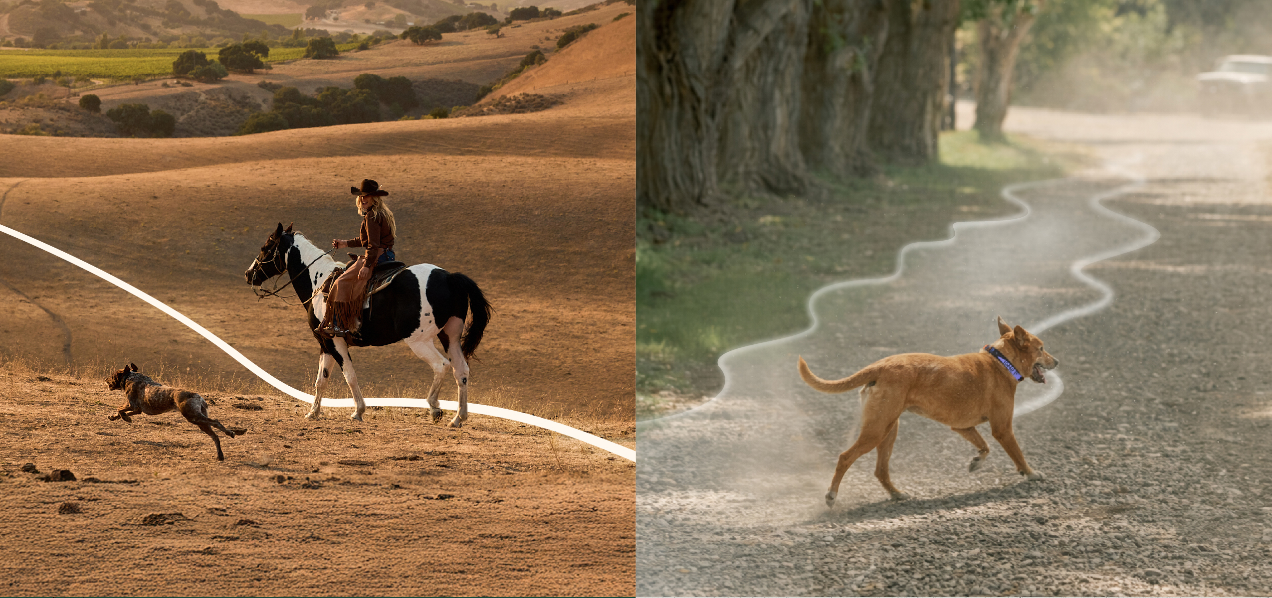 SpotOn Fence_ Spring Reset_ What Dog Fence Should I Be Considering - Image6