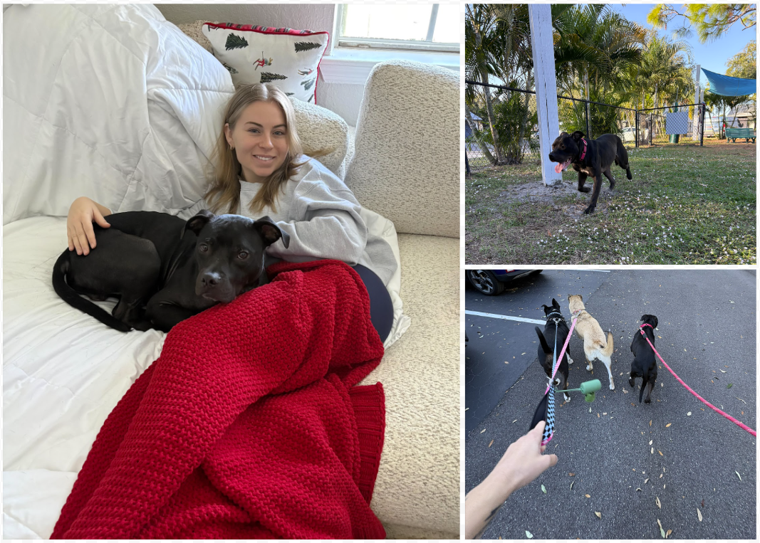 From Fighting Ring to Cuddle M