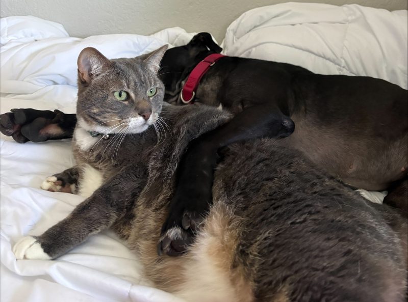 From Fighting ring to foste