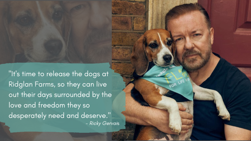 Lead Image Photo Ricky Gervais beagle rescue